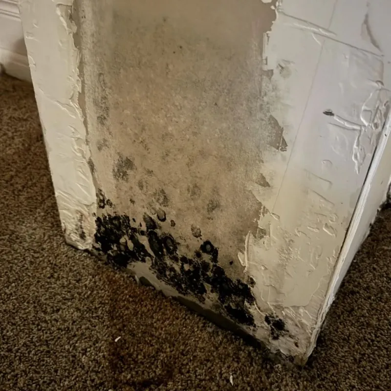 Professional Mold Removal in Wilton, CA